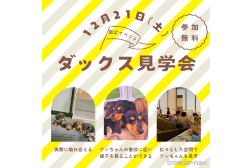 成約済の茨城県のミニチュアダックスフンド(ロングヘアード)-352657の3枚目